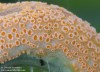 rez kopřivová (Houby), Puccinia urticata (Fungi)